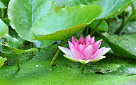 Pink water lily (Caroliniana Perfecta)